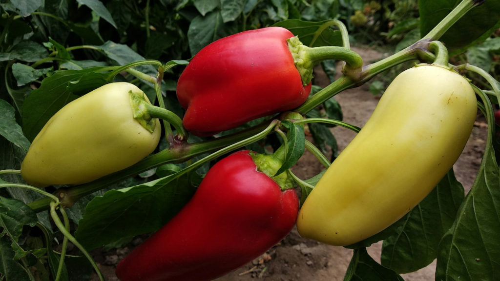 Companion Plants for Peppers