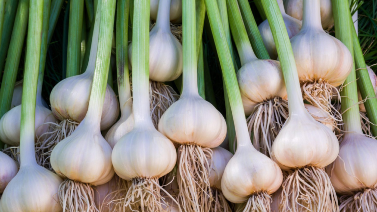 Garlic plant