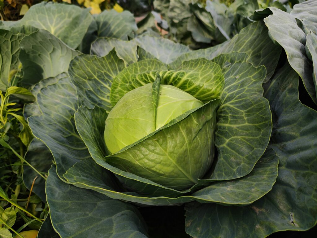 Cabbage