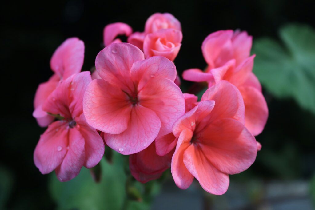 Geraniums