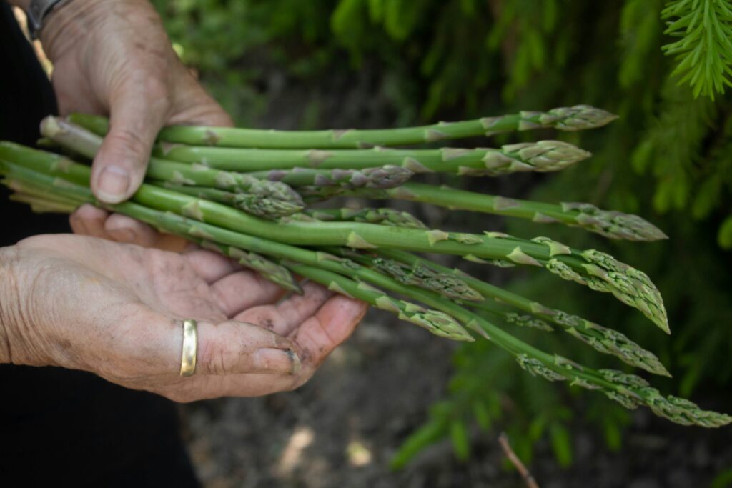 Asparagus