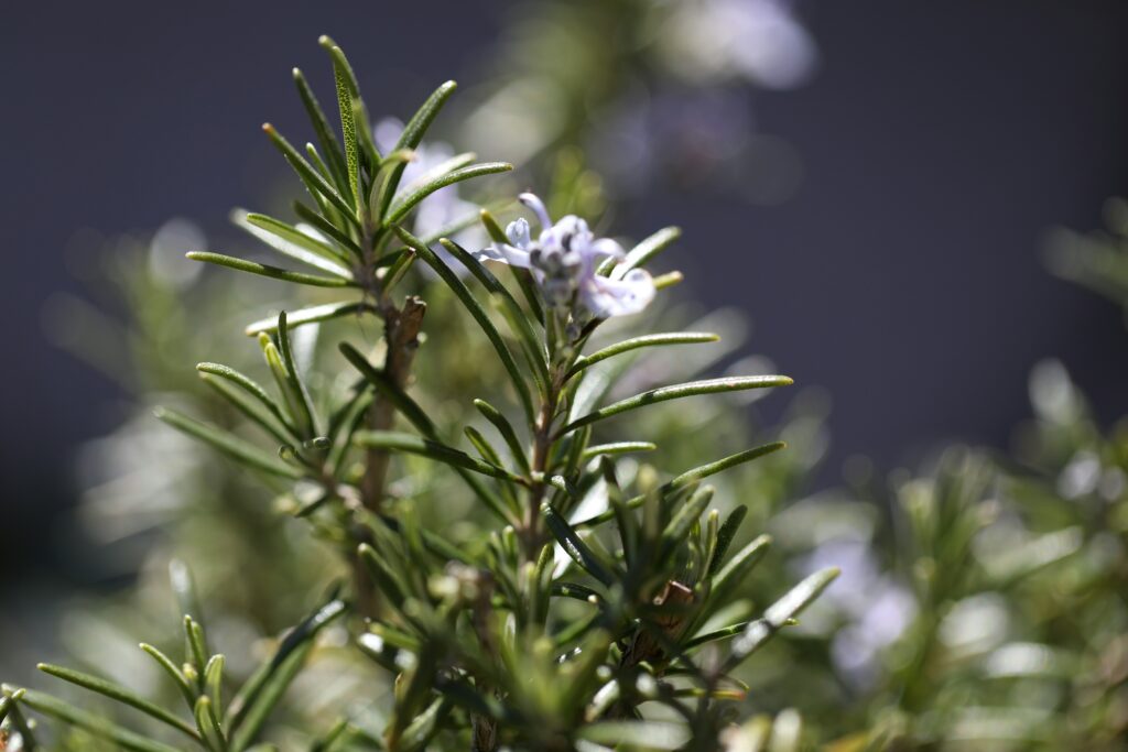 Rosemary